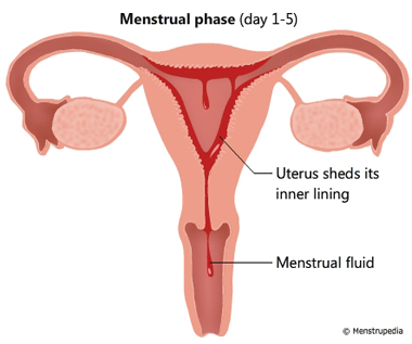 Illustration of Menstrual phase lasts from day 1-5 showing uterus shedding its inner lining and menstrual fluid flowing out of vagina - Menstrupedia
