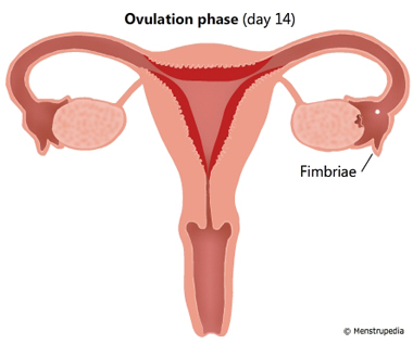 Illustration of Ovulation phase day 14 showing an egg being released from the ovary and enters the fallopian tube. Fimbriae of the fallopian tube is labeled - Menstrupedia