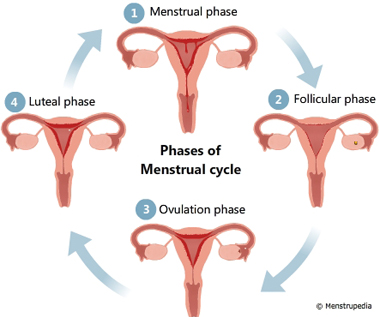 Illustration of different phases of menstrual cycle, Menstrual phase, Follicular phase, Ovulation phase, Luteal phase - Menstrupedia