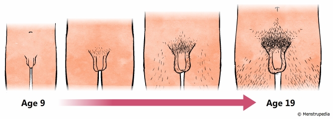illustration of increase in size of genitals during puberty in boys from age 9 to age 19 - Menstrupedia