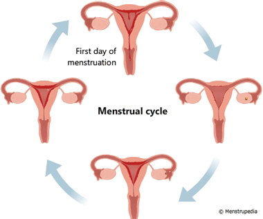 Phases of Menstrual cycle – Gynoveda