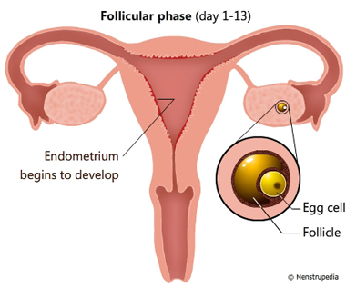 Explain The Menstrual Cycle By Completing The Chart