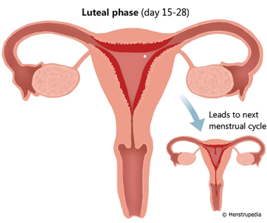 Illustration of Luteal phase lasts from day 15-28 showing a fully developed endometrium in the uterus. If the egg cell is not fertilized, this phase leads to the menstrual phase of the next cycle - Menstrupedia