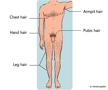 Physical changes that occur during puberty in boys
