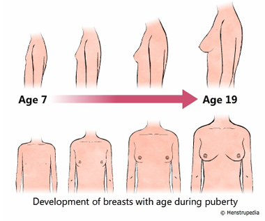 Stages Of Female Puberty Chart